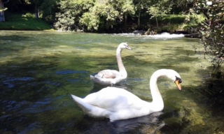 منبع نهر البوسنة