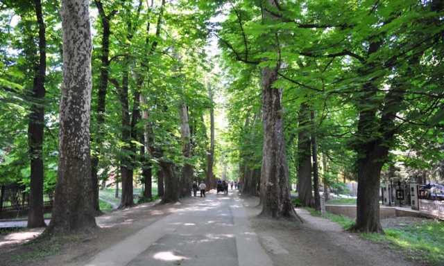 شارع الأشجار في منبع نهر البوسنة